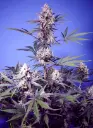 Mental Rainbow F1 Fast Version 3+1 Semillas Sweet Seeds