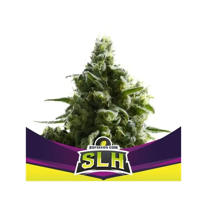 Super Lemon Haze Fem 4 Semillas BSF Seeds