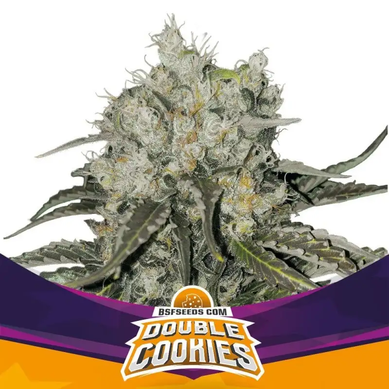 Double Cookies Fem 4 Semillas BSF Seeds