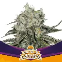 Double Cookies Fem 4 Semillas BSF Seeds
