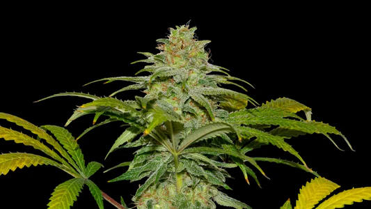 Papaya x Fruity Pebbles OG 3+1 Semillas Secret File Seeds