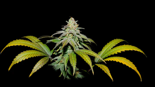 Guava x Fruity Pebbles OG 3+1 Semillas Secret File Seeds