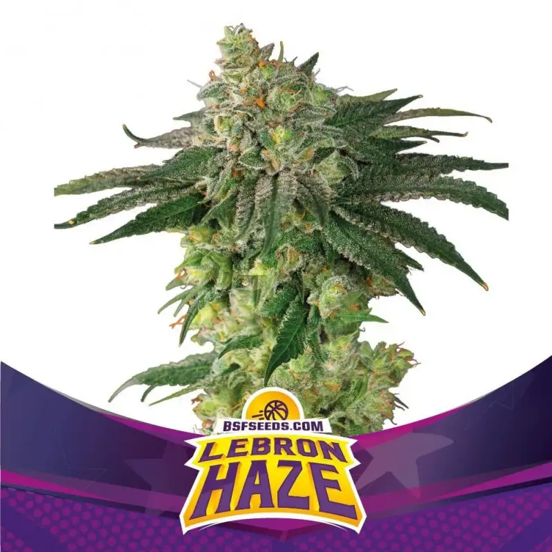 Lebron Haze Fem 4 Semillas BSF Seeds