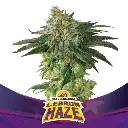 Lebron Haze Fem 4 Semillas BSF Seeds