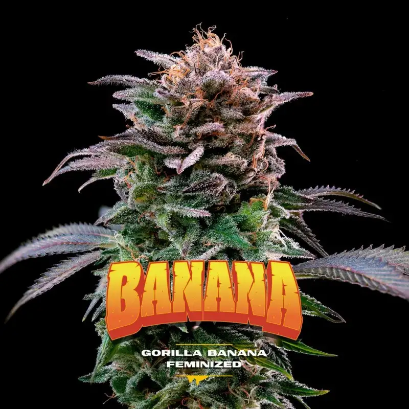 Gorilla Banana Fem 4 Semillas BSF Seeds