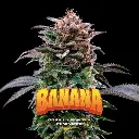 Gorilla Banana Fem 4 Semillas BSF Seeds