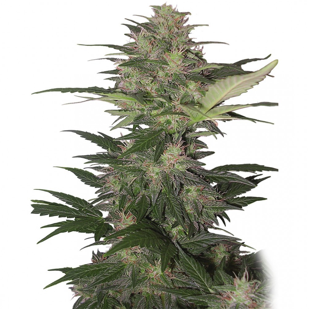 Red Dwarf Auto 3 Semillas Buddha Seeds