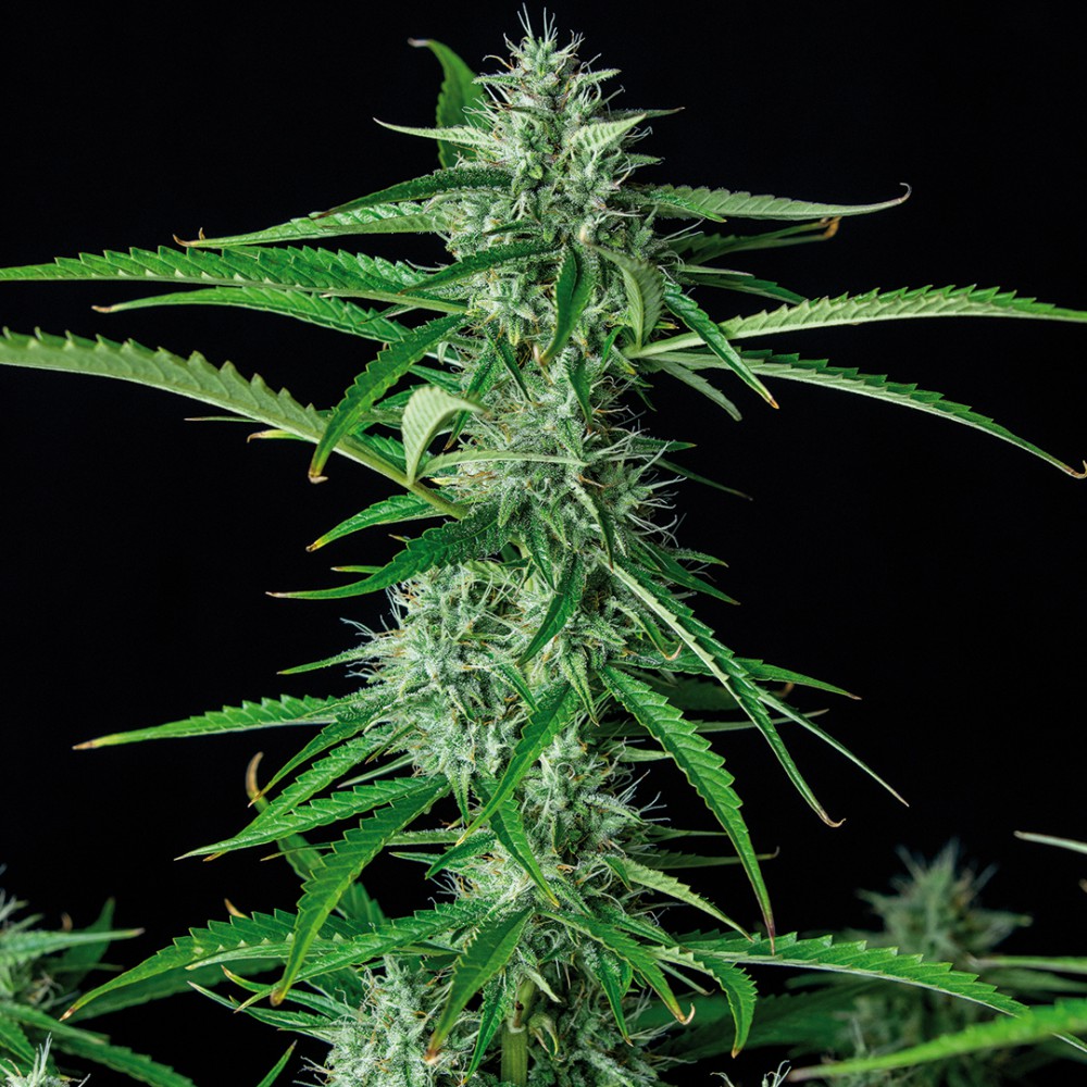 Syrup Auto 3 Semillas Buddha Seeds
