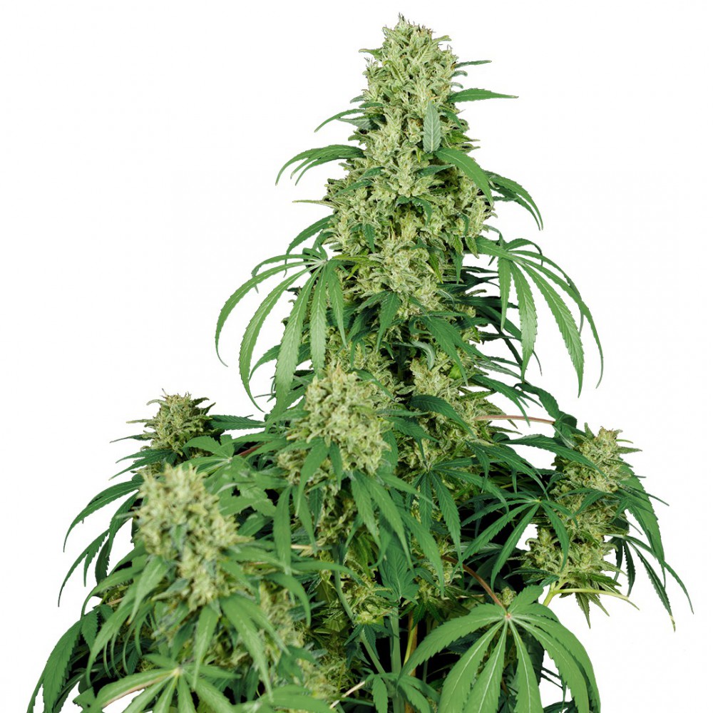 Calamity Jane Auto 3 Semillas Buddha Seeds