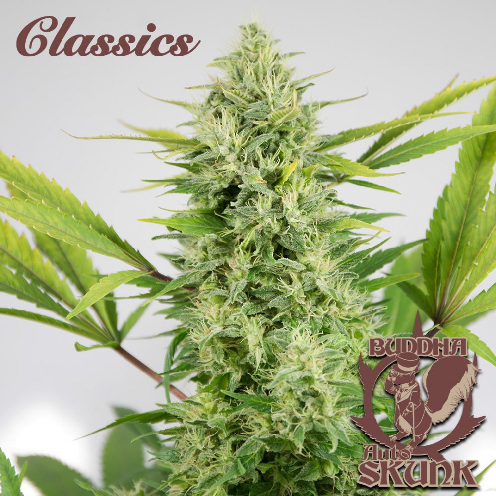 Skunk Auto 3 Semillas Buddha Seeds