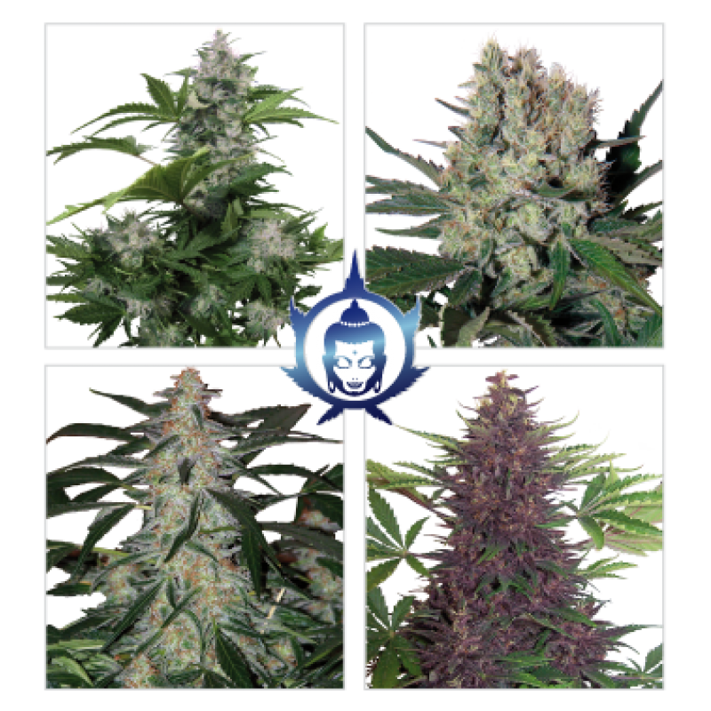 Assorted Pack Mix Auto 10 Semillas Buddha Seeds