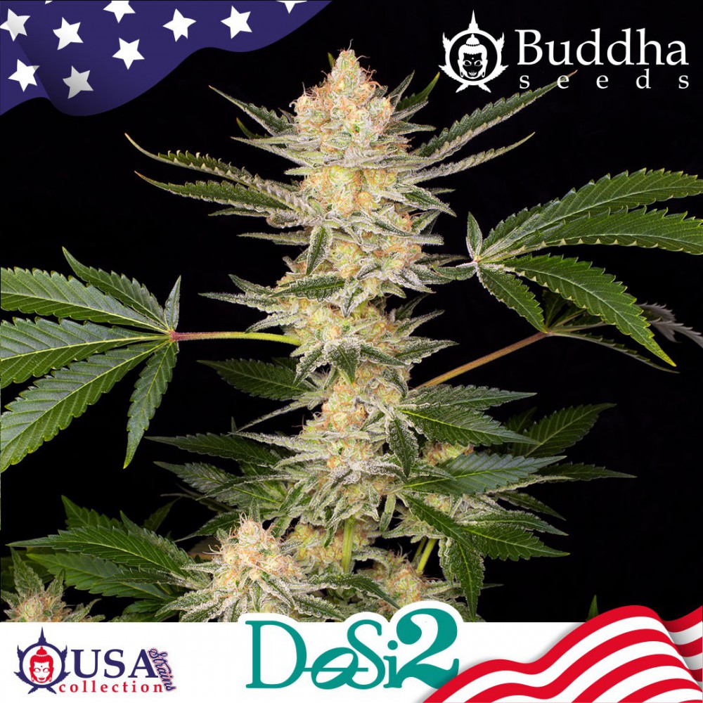 Dosi2 Fem 3 Semillas Buddha Seeds
