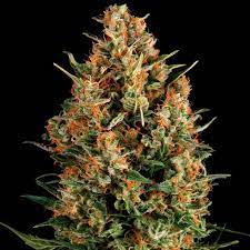 Fresh Candy Auto 4 Semillas Pyramid Seeds