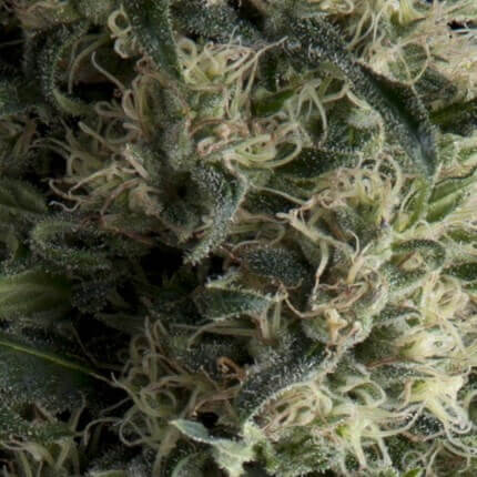 Galaxy Auto 4 Semillas Pyramid Seeds