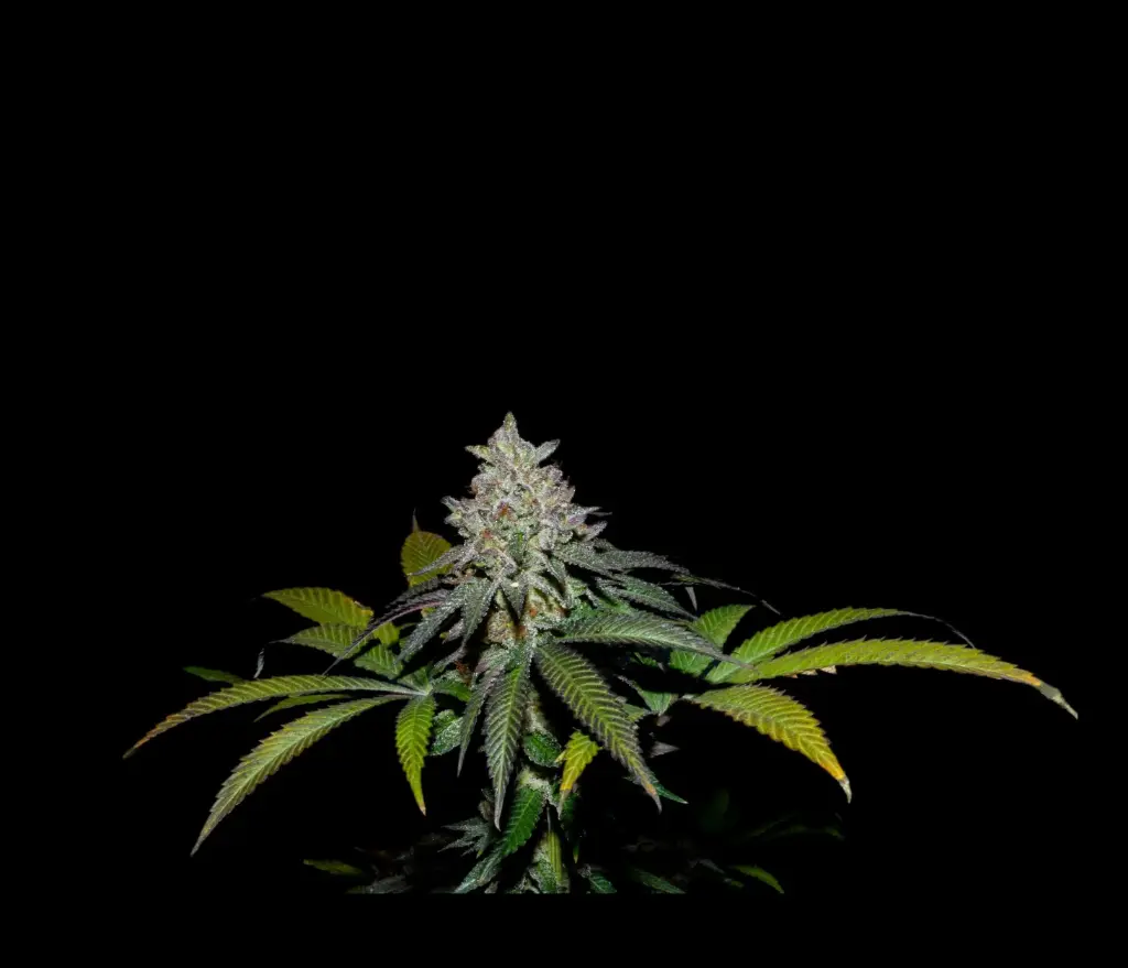 Spritz X FPO 3+1 Semillas Secret File