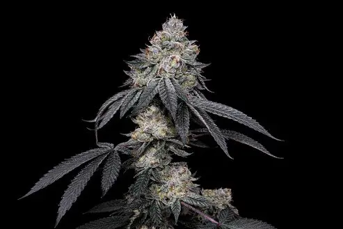 BrrBerry X FPO O 3+1 Semillas Secret File