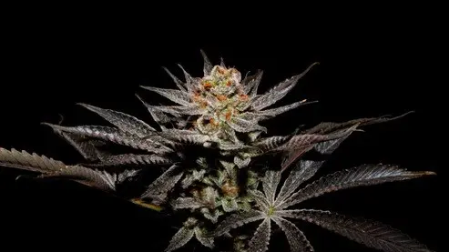 Fuji X FPO 3+1 Semillas Secret File