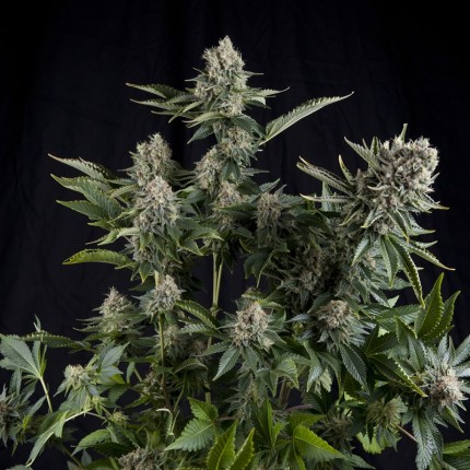 White Widow Fem 4 Semillas Pyramid Seeds