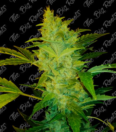 Northern Lights Auto 5 Semillas The Big Roots