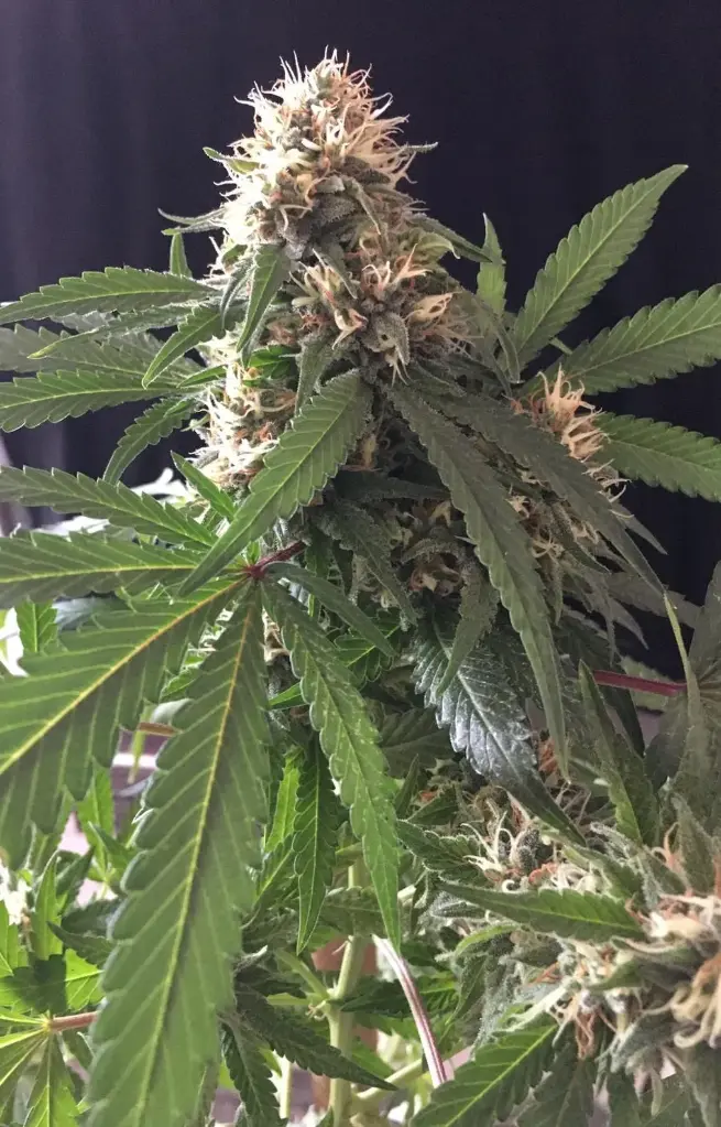 No Name Auto 3 Semillas Medical Seeds