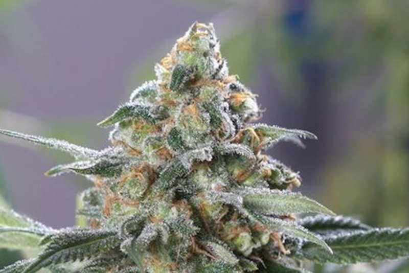 OG Kush CBD Fem 3+2 Semillas Medical Seeds Edición Limitada