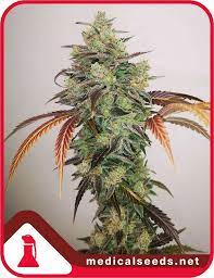 Y Griega CBD Fem 3+2 Semillas Medical Seeds Edición Limitada