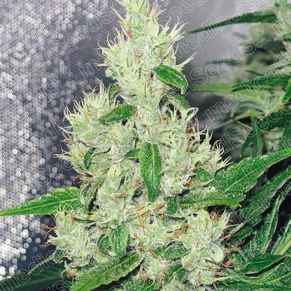 Y Griega Fem 3+2 Semillas Medical Seeds Edición Limitada