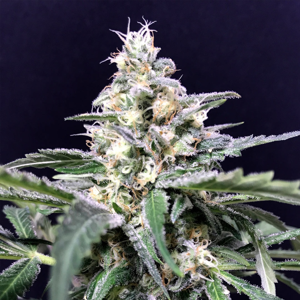 Amazon Auto 3 Semillas Rkiem Seeds