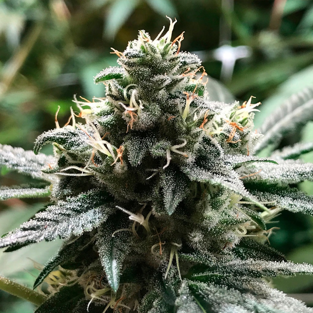 Eli Fem 3 Semillas Rkiem Seeds