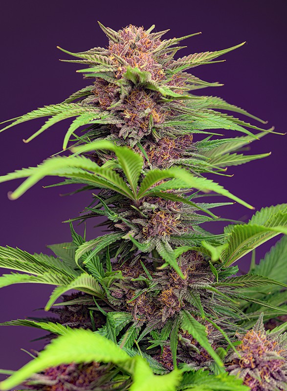 Red Mimosa XL Auto 3+1 Semillas Sweet Seeds