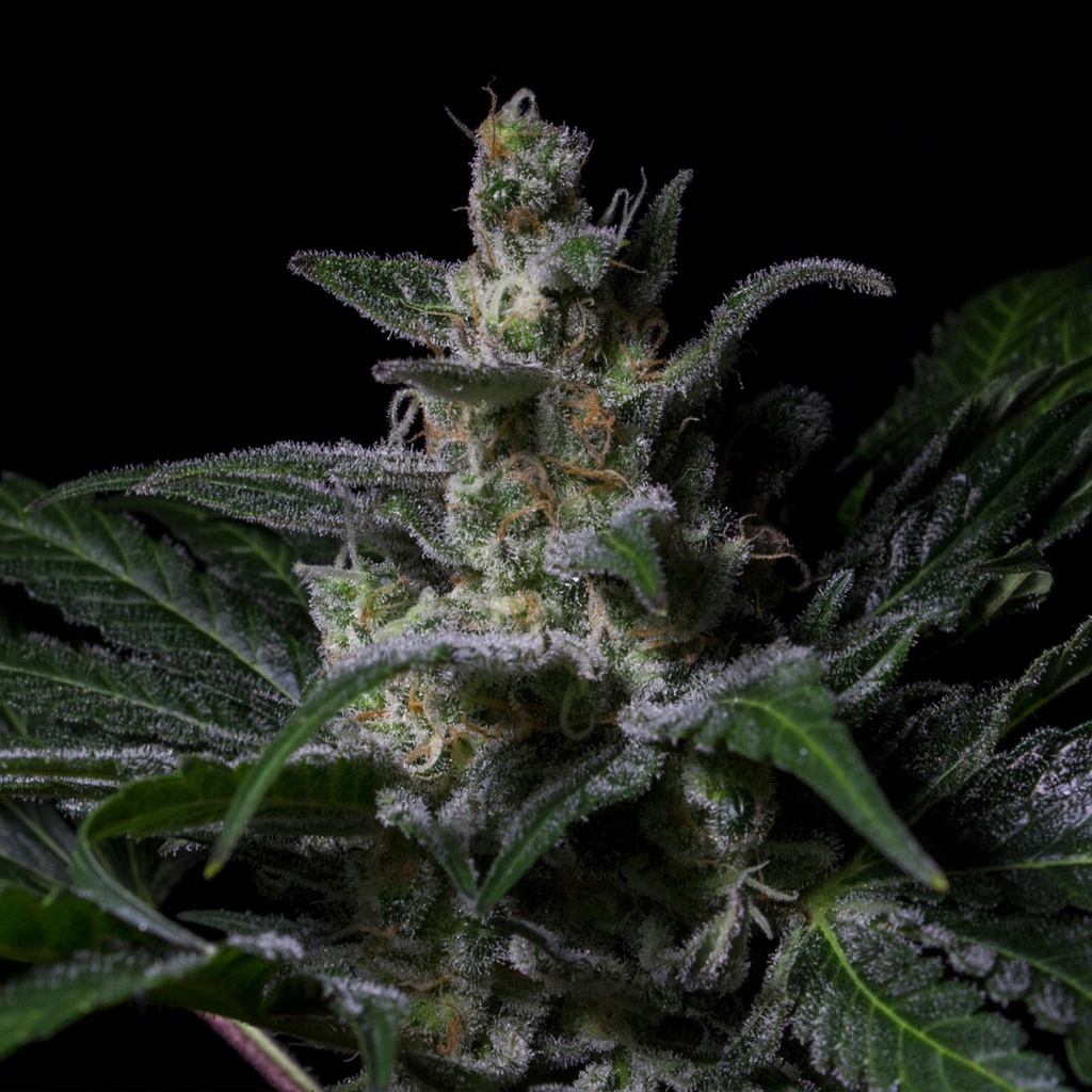 Muse Fem 3 Semillas Rkiem Seeds