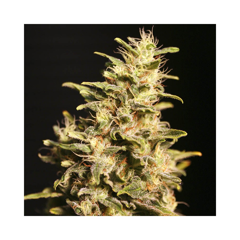 Missing in Barcelona Fem 4 Semillas Eva Seeds