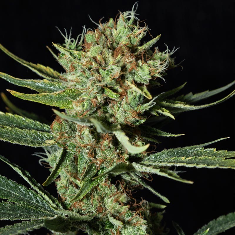 Only CBD Fem 4 Semillas Eva Seeds