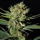 Only CBD Fem 4 Semillas Eva Seeds