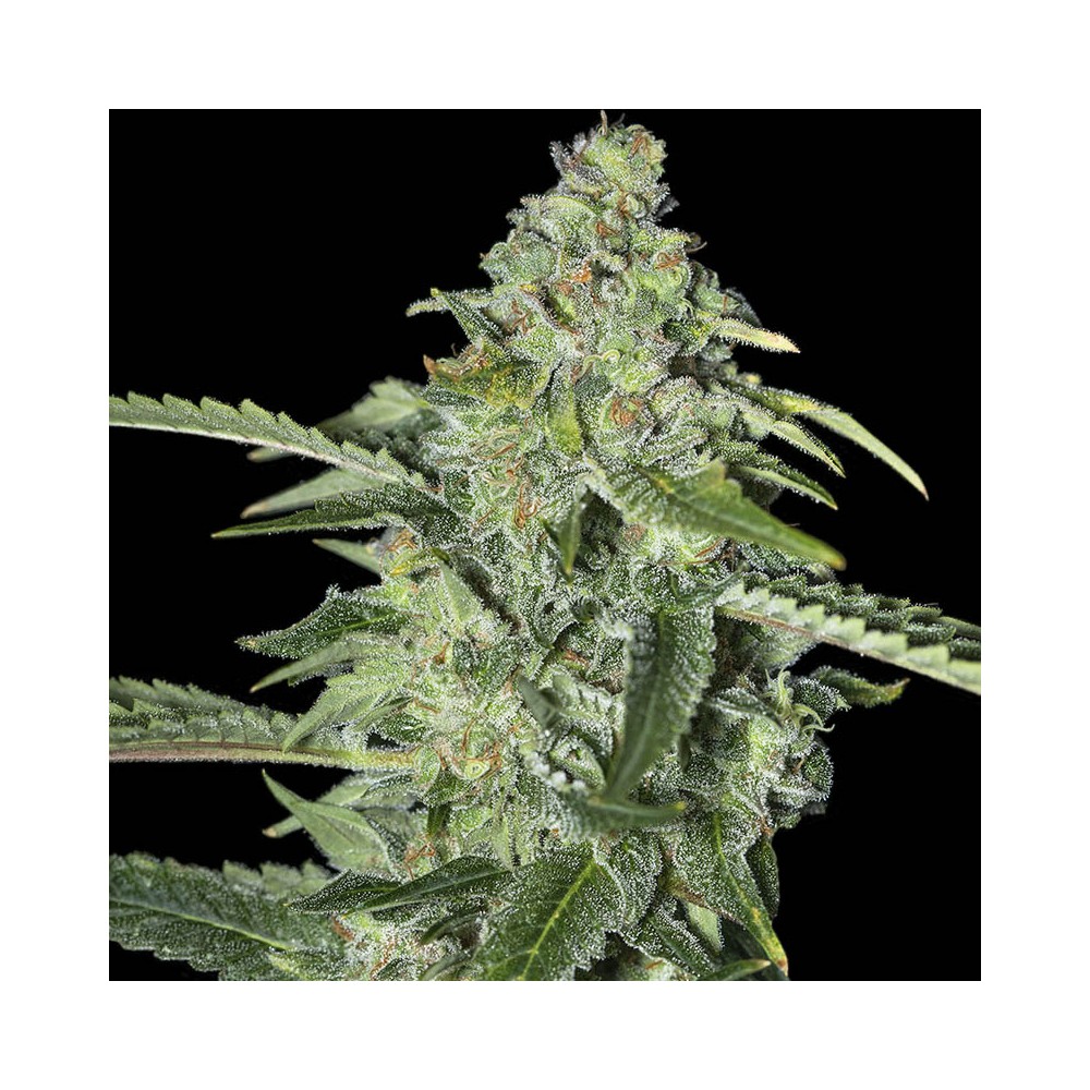 TNT Kush CBD Fem 4 Semillas Eva Seeds