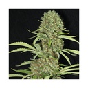 Jamaican Dream Fem 4 Semillas Eva Seeds