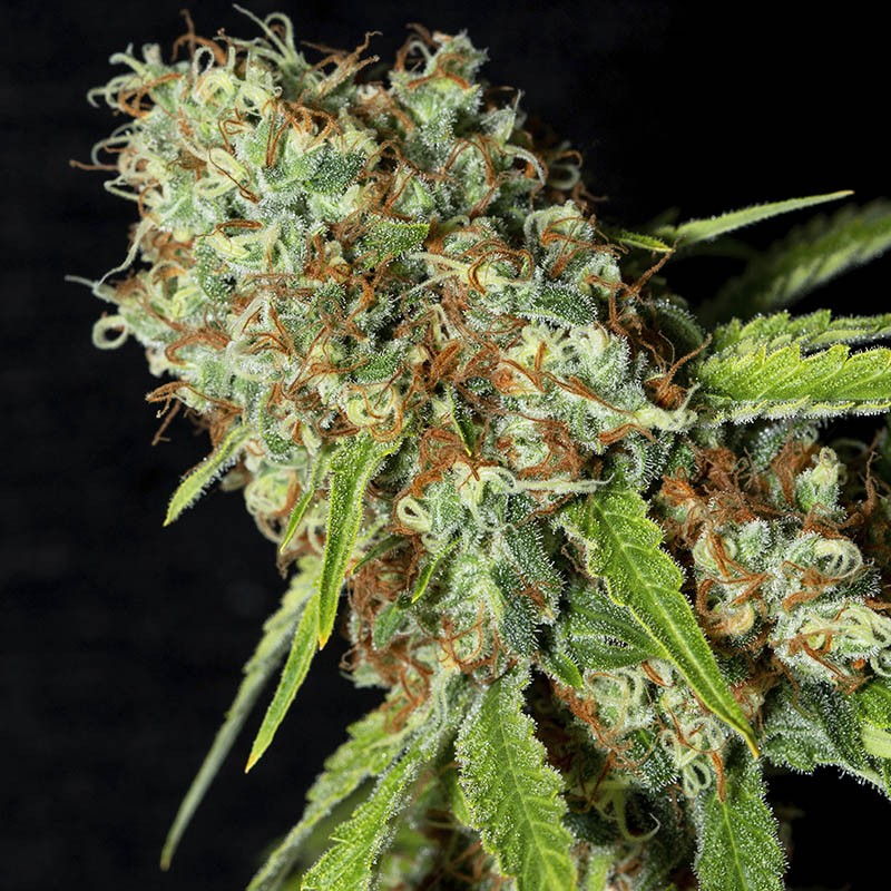 Jamaican Dream CBD Fem 4 Semillas Eva Seeds