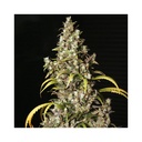 Monster Fem 4 Semillas Eva Seeds