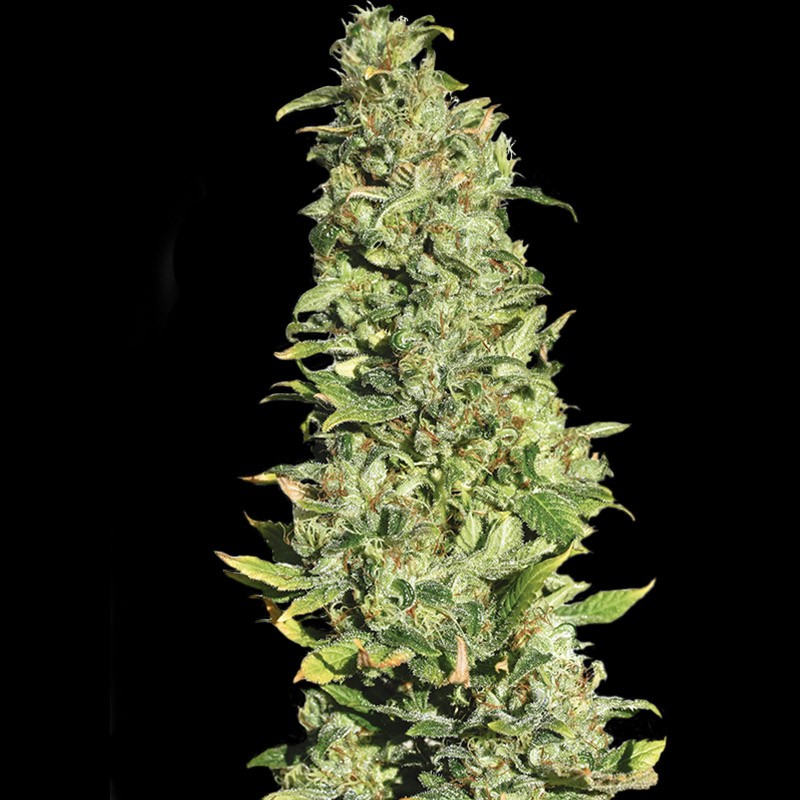 High Level Fem 4 Semillas Eva Seeds