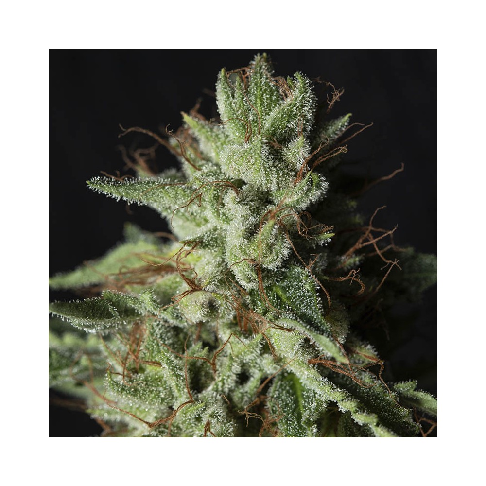 Gorilla Candy Fem 4 Semillas Eva Seeds