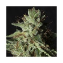 Gorilla Candy Fem 4 Semillas Eva Seeds