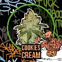 Cookies Cream Auto 1 Semillas Delirium Seeds