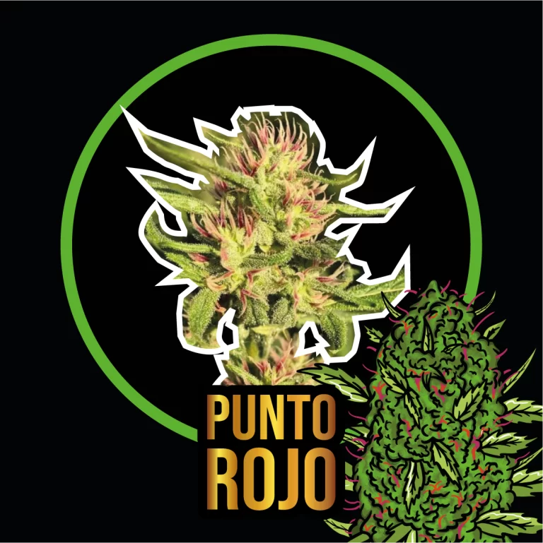 Punto Rojo Fem 1 Semillas Delirium Seeds