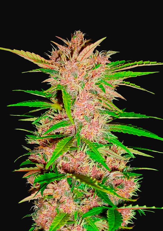 Fastberry Auto 1 Semillas 420 Fast Buds