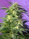 Killer Kush Auto 3+1 Semillas Sweet Seeds
