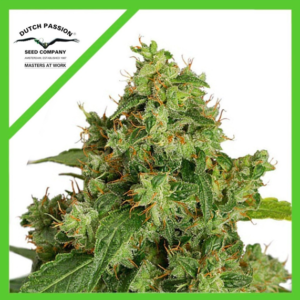 Xtreme Auto 6 Semillas Dutch Passion