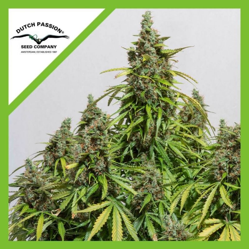 Mazar Auto 3 Semillas Dutch Passion