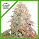 Banana Blaze Auto 3 Semillas Dutch Passion