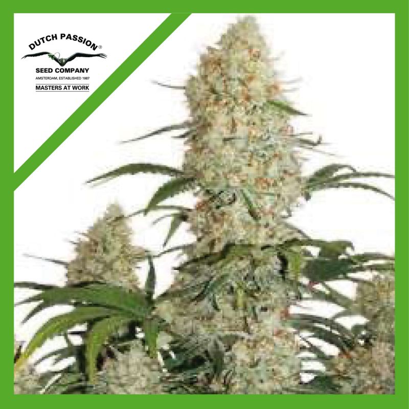 Critical Orange Punch Auto 3 Semillas Dutch Passion