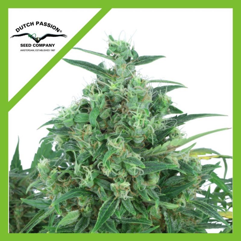 Think Different Auto 3 Semillas Dutch Passion